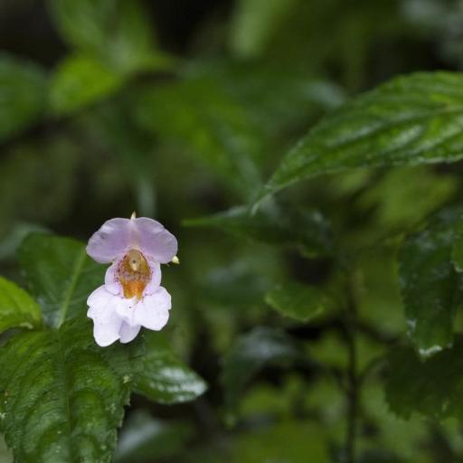 Impatiens uniflora other