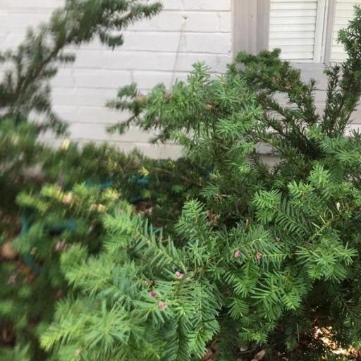 Taxus × media — search result for 'Taxus'