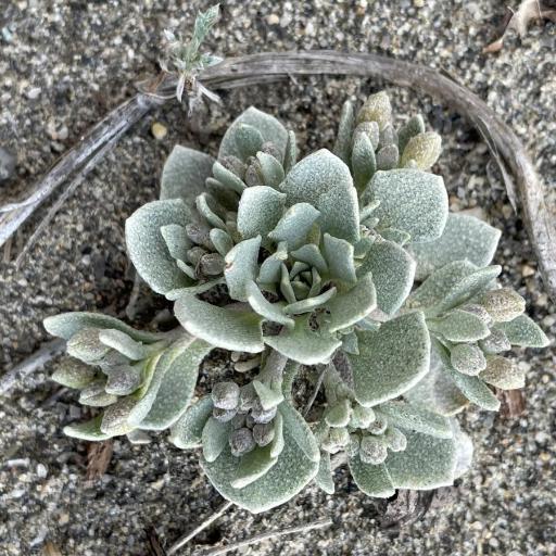 Physaria didymocarpa other