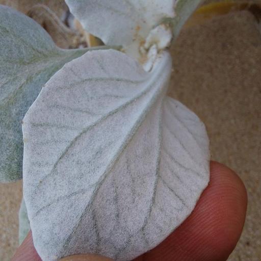 Arctotheca populifolia other