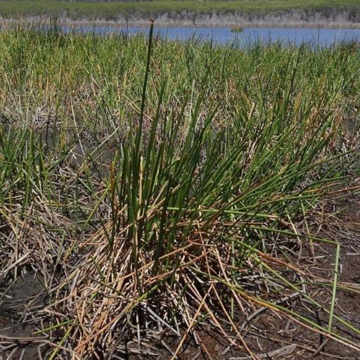 Eleocharis sphacelata other