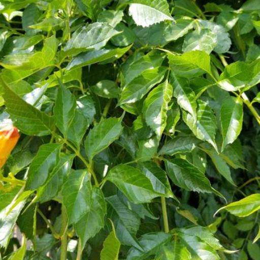 Campsis × tagliabuana other