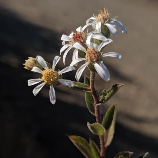 Eurybia radulina other