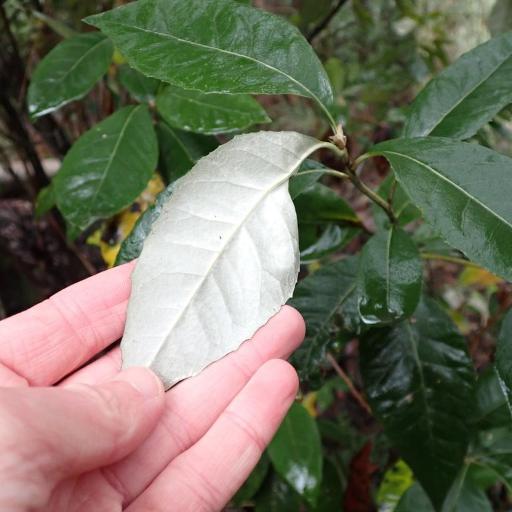 Olearia argophylla — related species from the same genus