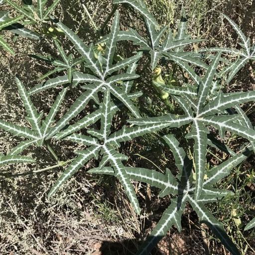 Cucurbita digitata other