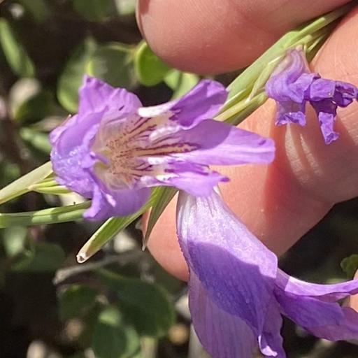 Gladiolus carinatus other