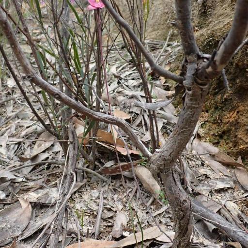 Thelymitra rubra other