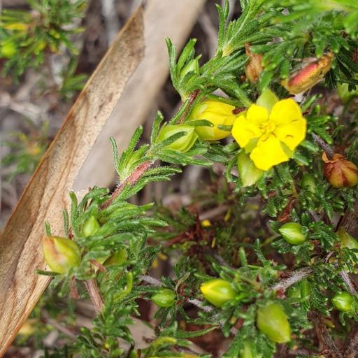 Hibbertia fasciculata other