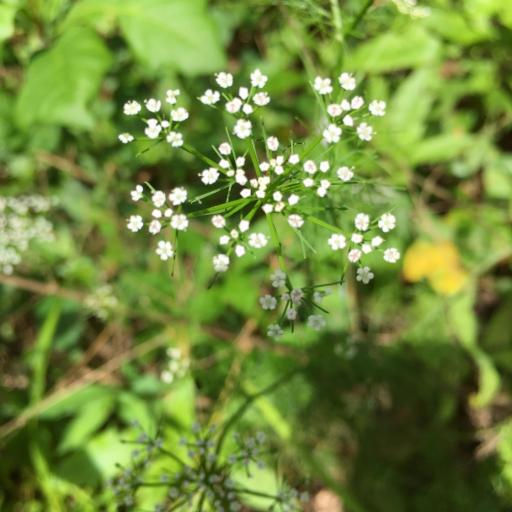 Ptilimnium capillaceum — related species from the same genus