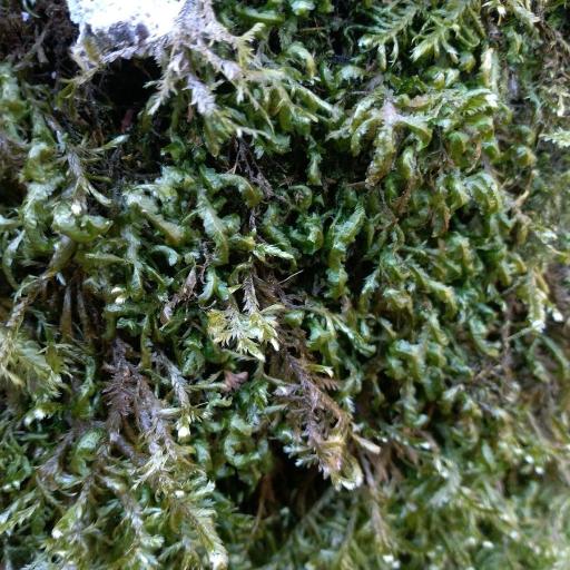 Homalia trichomanoides other