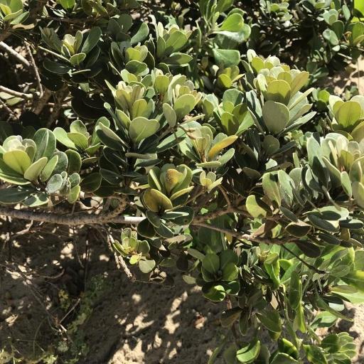 Mimusops caffra other