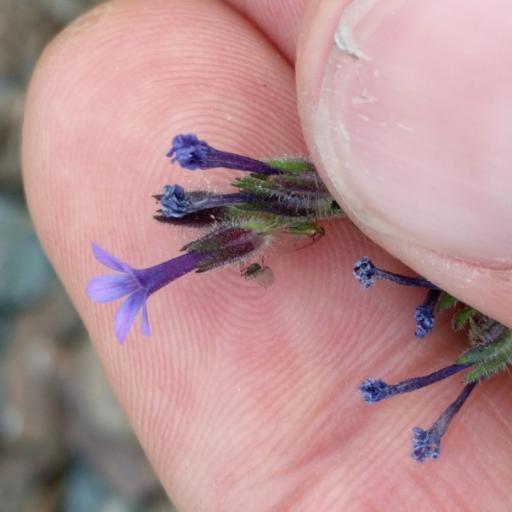 Allophyllum gilioides — related species from the same genus