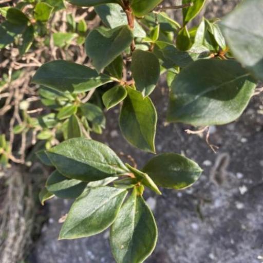 Coprosma hirtella — houseplant care guide