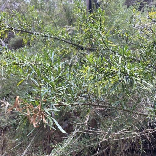 Melicytus dentatus — related species from the same genus