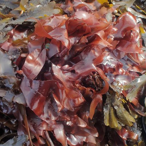 Palmaria palmata other