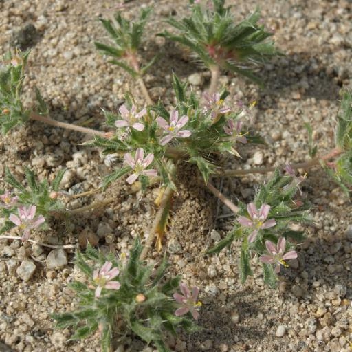 Loeseliastrum matthewsii — search result for 'Polemoniaceae'