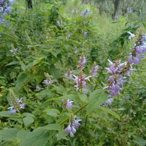 Salvia xalapensis other