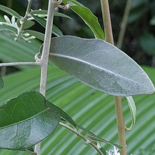 Tarlmounia elliptica other