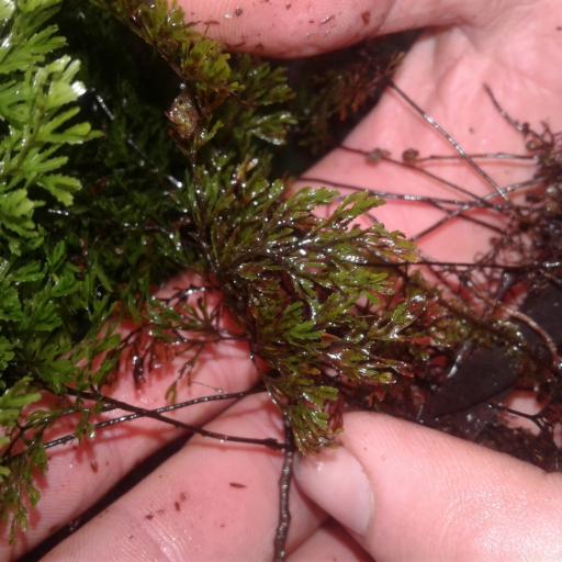 Hymenophyllum multifidum — houseplant care guide