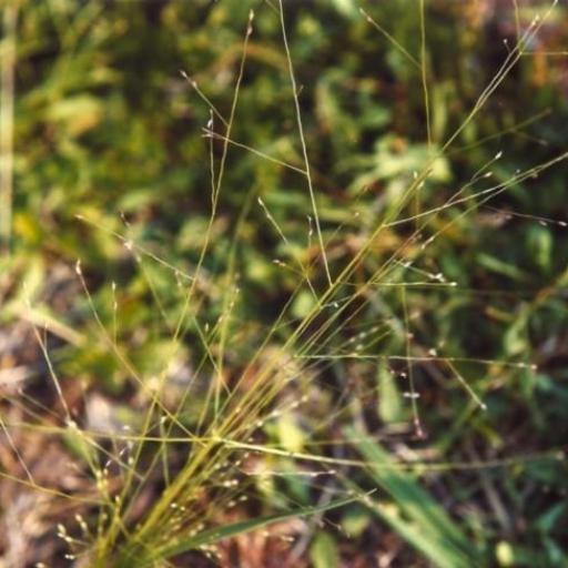 Panicum effusum — houseplant care guide