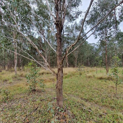 Eucalyptus moluccana other