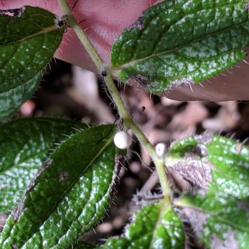 Lithospermum helleri — houseplant care guide