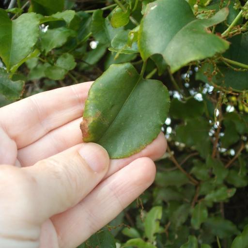 Muehlenbeckia australis other