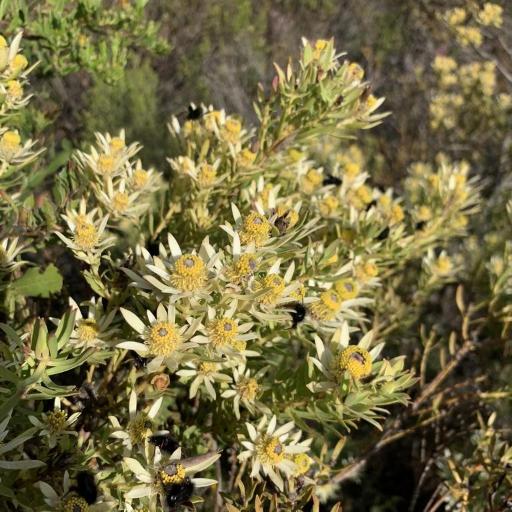 Leucadendron lanigerum — search result for 'Protea'