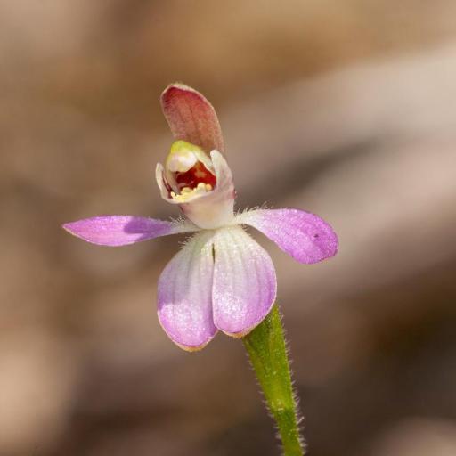 Caladenia pusilla other