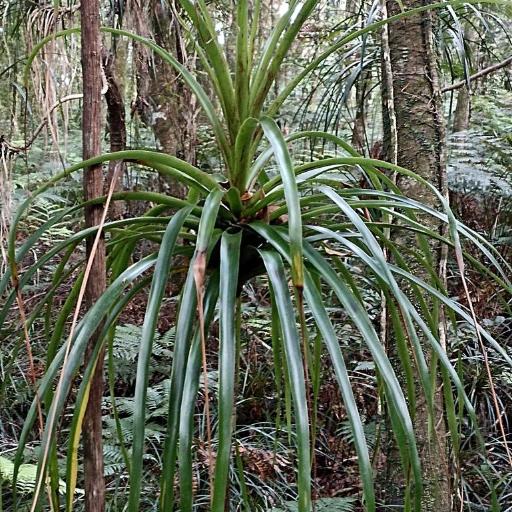 Dracophyllum latifolium other