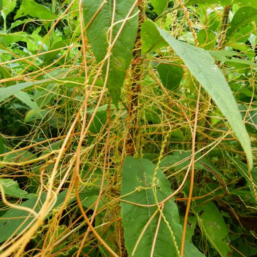 Cuscuta gronovii other