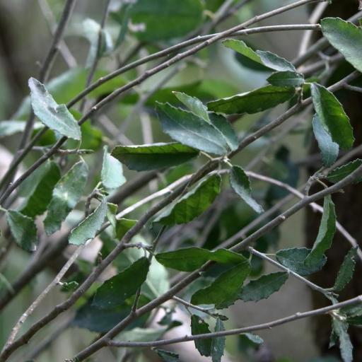 Bernardia myricifolia — houseplant care guide