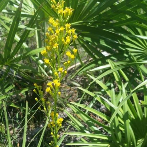Solidago virgata other