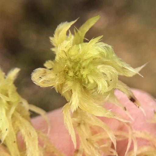 Sphagnum cuspidatum other