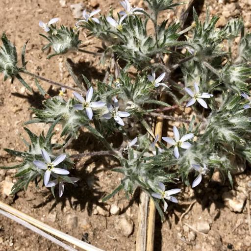 Eriastrum diffusum other