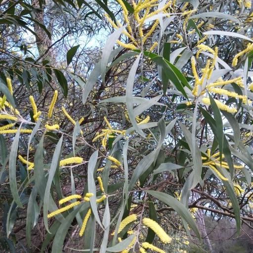 Acacia binervia — houseplant care guide