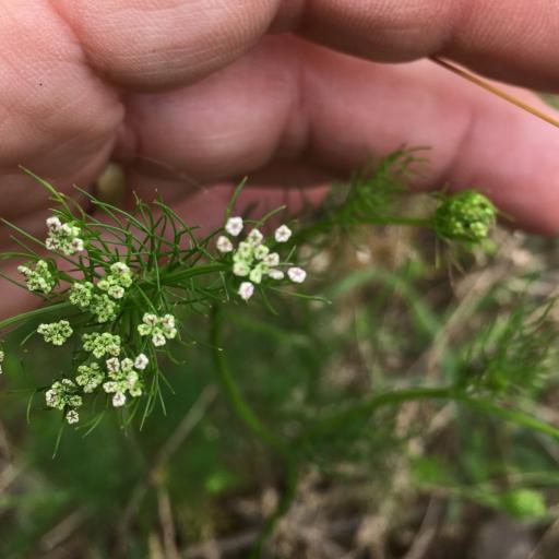 Ptilimnium capillaceum other