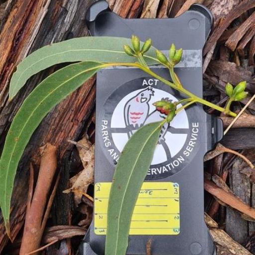 Eucalyptus cypellocarpa — houseplant care guide