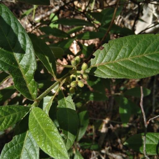 Psychotria loniceroides other