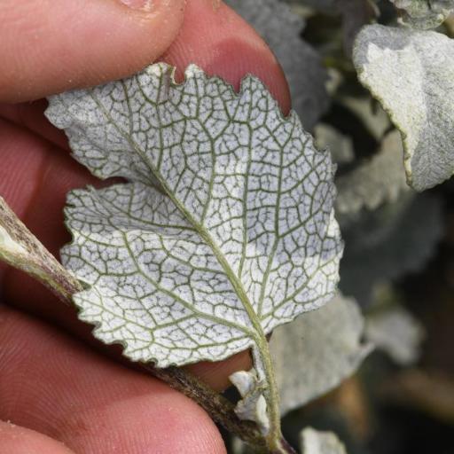 Ambrosia chenopodiifolia other