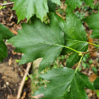 Torminalis glaberrima