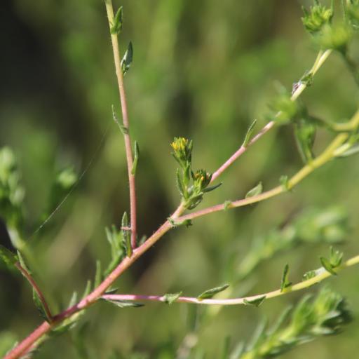 Deinandra fasciculata — related species from the same genus