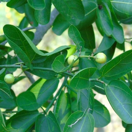 Sarcomphalus amole — related species from the same genus