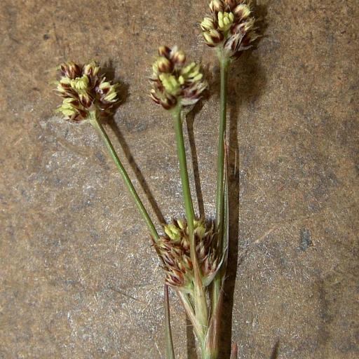 Luzula echinata — houseplant care guide