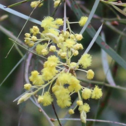 Acacia iteaphylla other