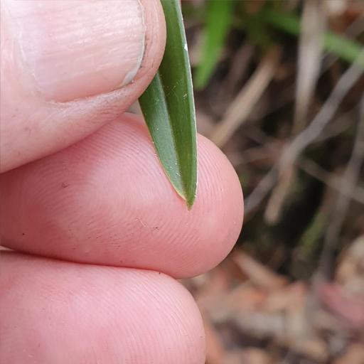 Cymbidium suave other