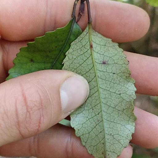 Pterophylla racemosa — houseplant care guide