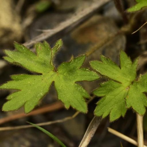 Ranunculus propinquus — houseplant care guide