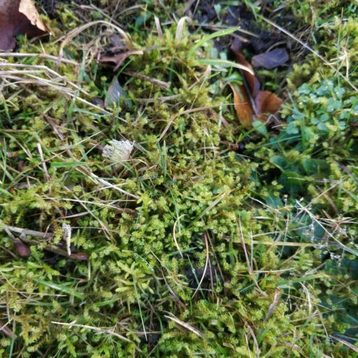 Rhytidiadelphus squarrosus — search result for 'United Kingdom'