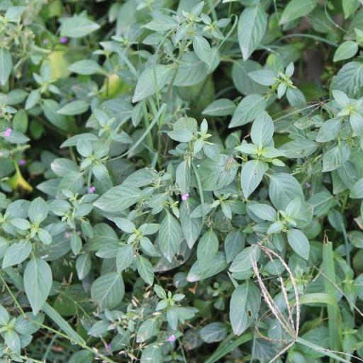 Dicliptera peduncularis — houseplant care guide